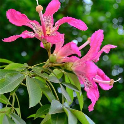 好运彩下载手机版